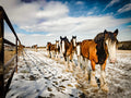 Open Clydesdale Farm Tour