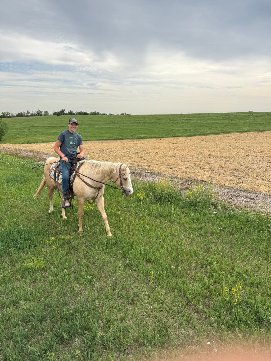 Cali - Grade QH Mare