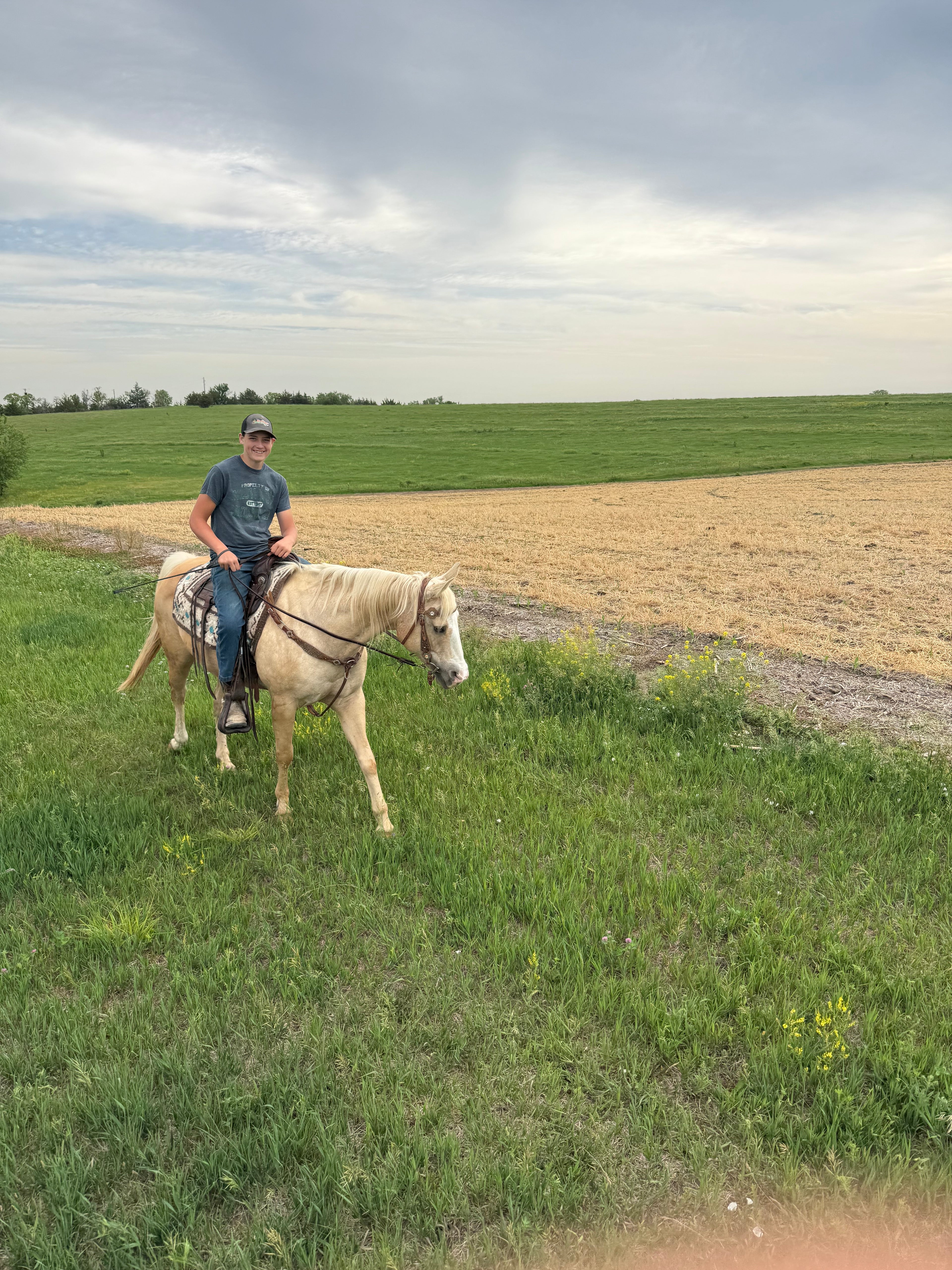 Cali - Grade QH Mare